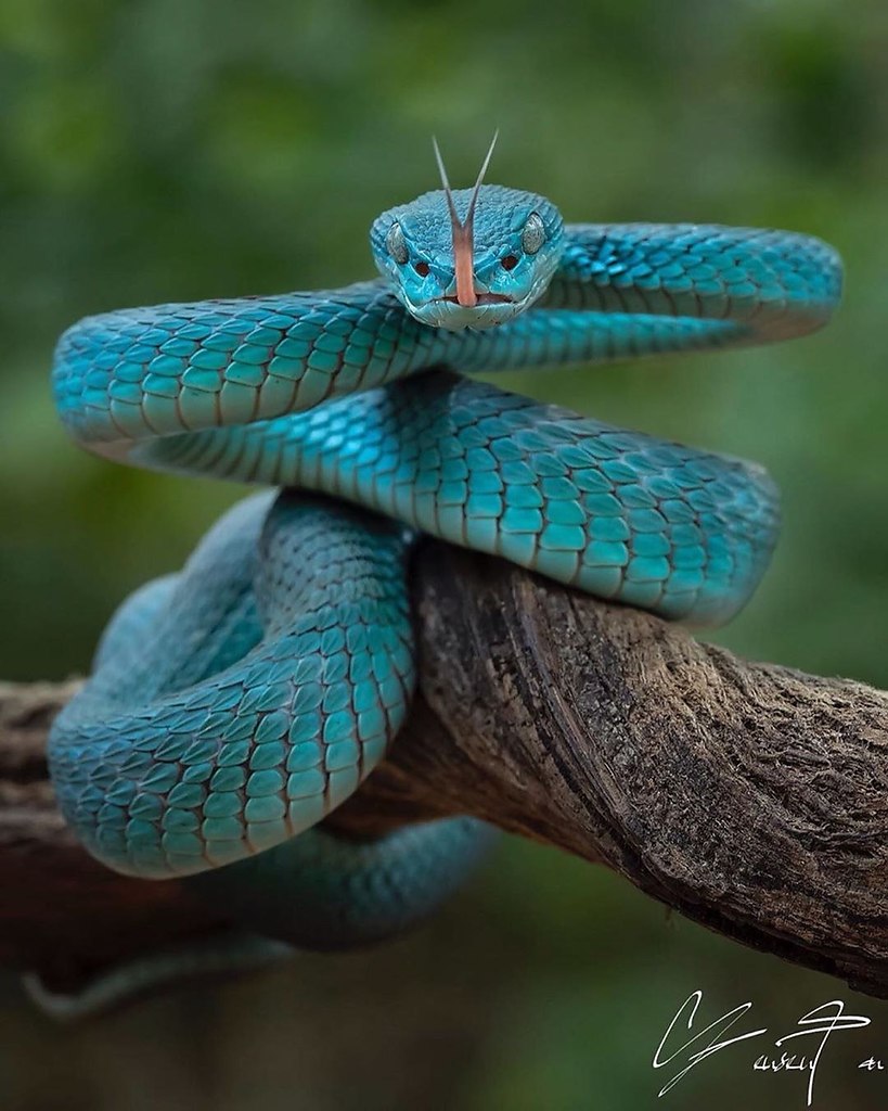Красивые змеи картинки
