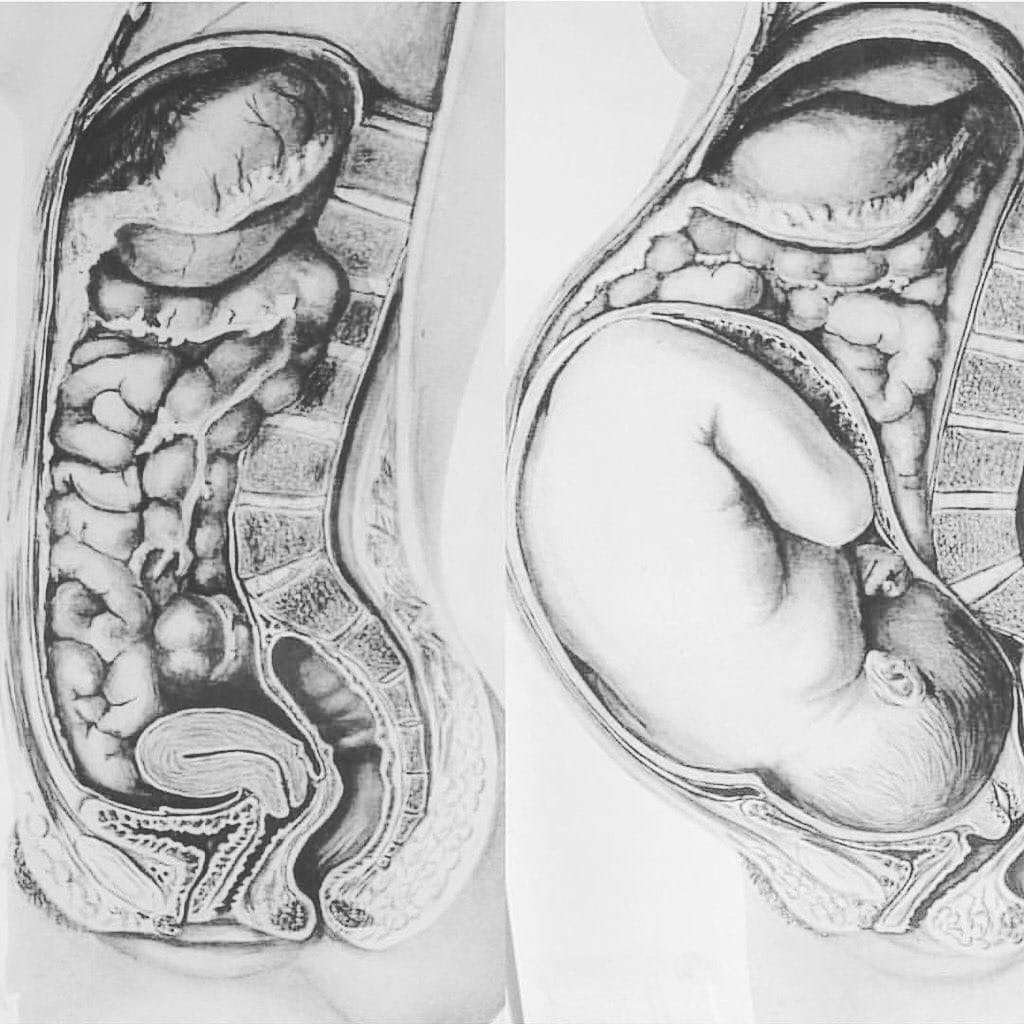 Внутренние органы во время беременности фото