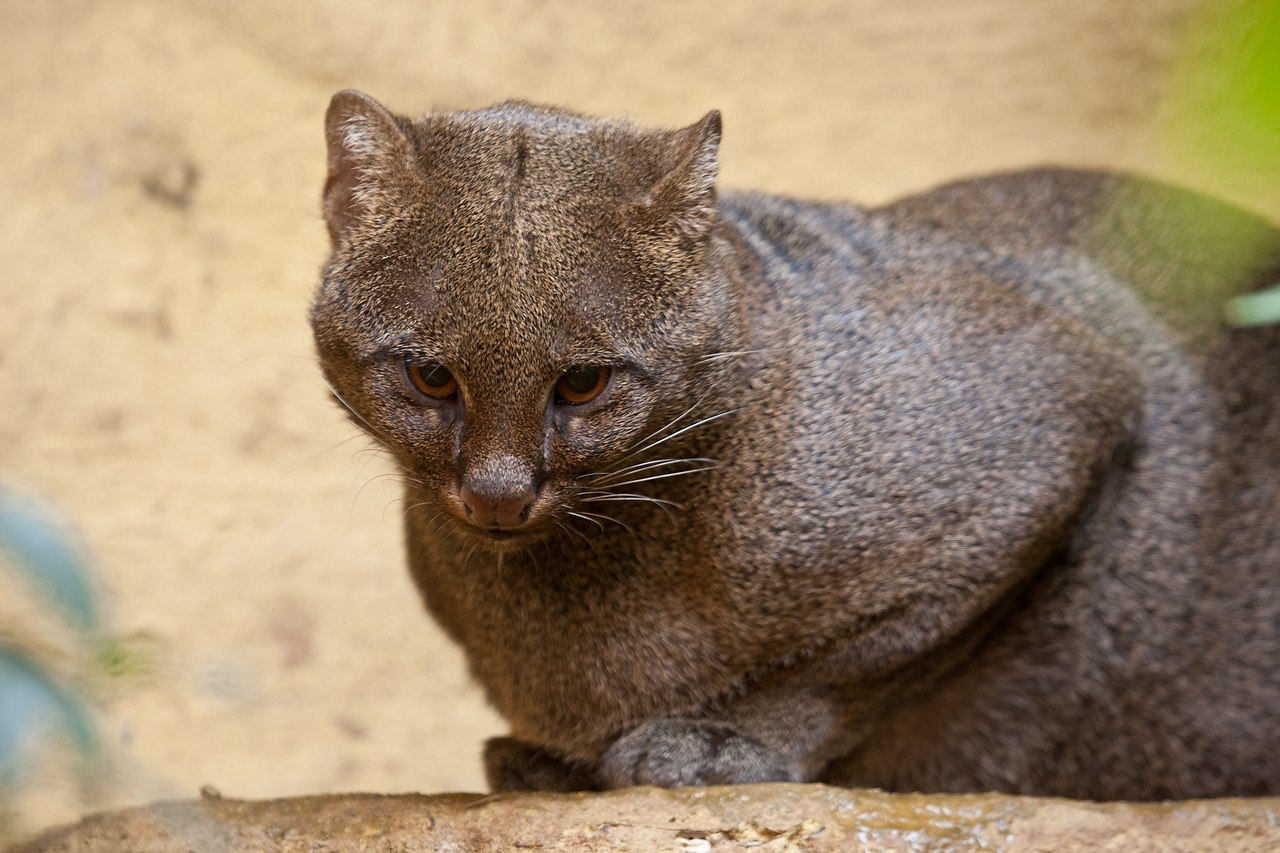 Ягуарунди кошка