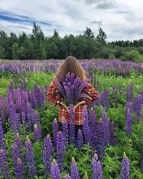 Люпиновые поля в подмосковье фото