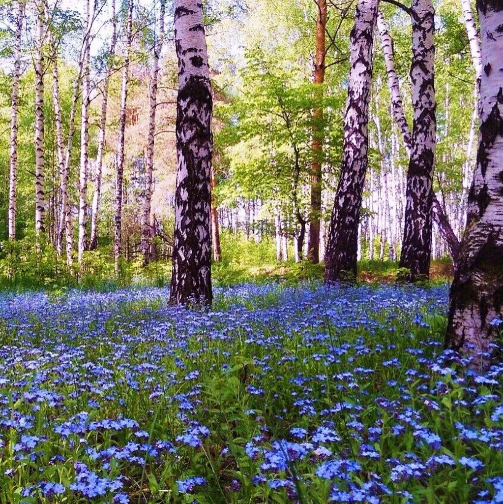 Русский лес очень красив