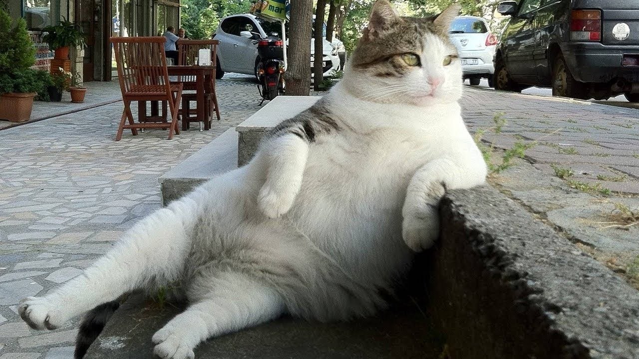 Толстый Довольный Кот