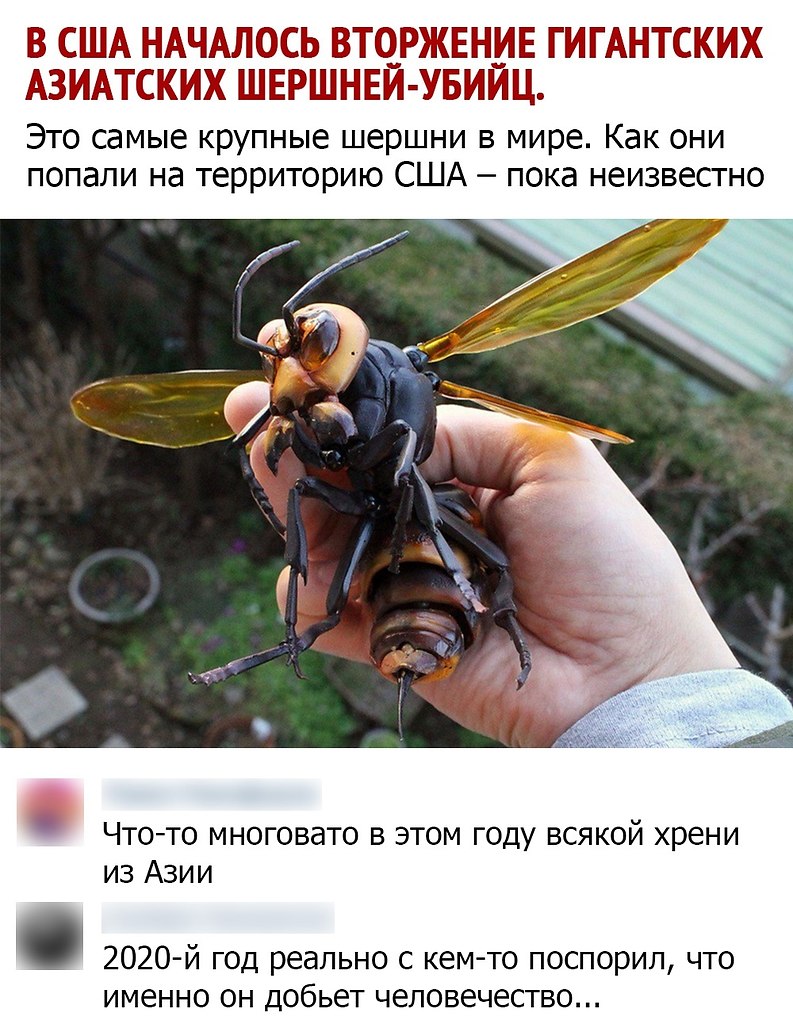 Шершень убивает мышь