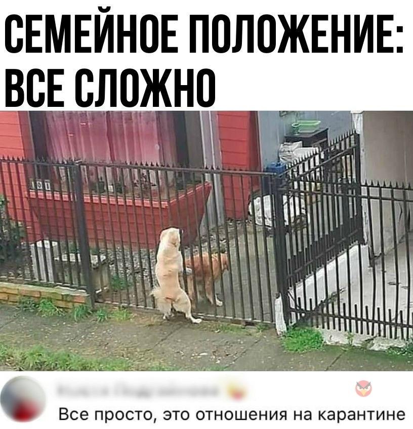 Все сложно. Семейное положение все сложно. Семейное положение все сложно собаки. Отношения все сложно.