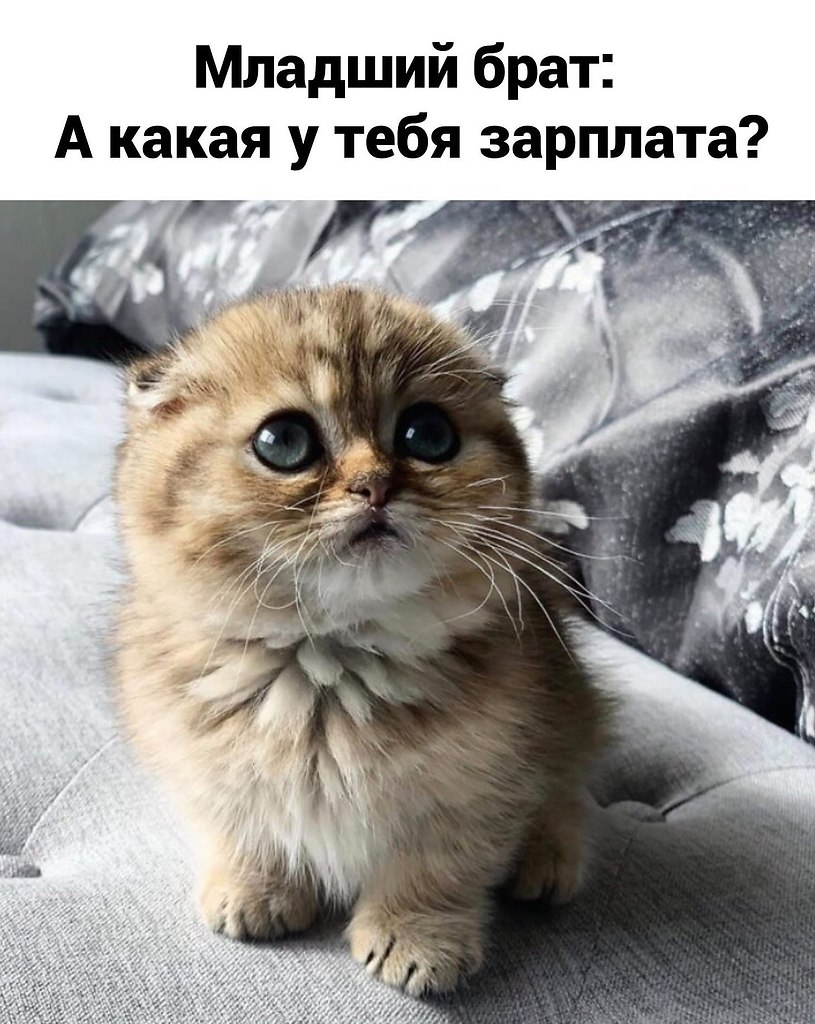 Кошка спрашивает. Кот неглаженный Нецелованный. Когда выбесила мужика гладь давай. Выбесил. Дай погладить
