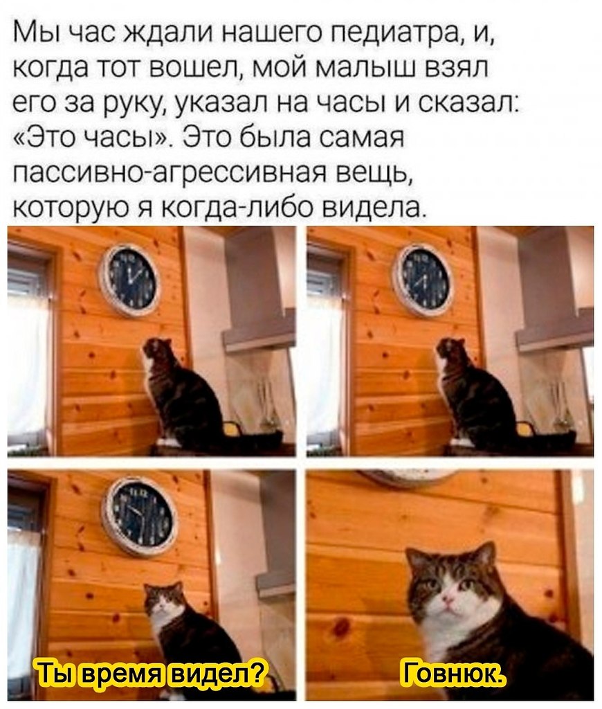 Котик смотрит на часы