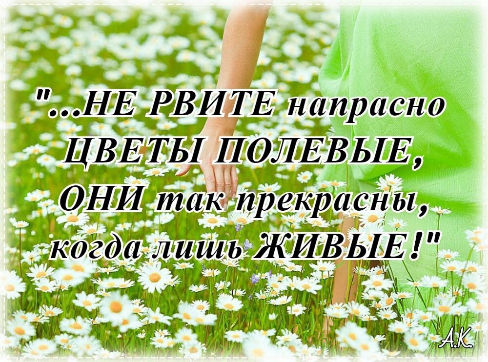 Не напрасно не случайно жизнь. Стихи о полевых цветах. Афоризмы о цветах. Высказывания про цветы. Цитаты про цветы.