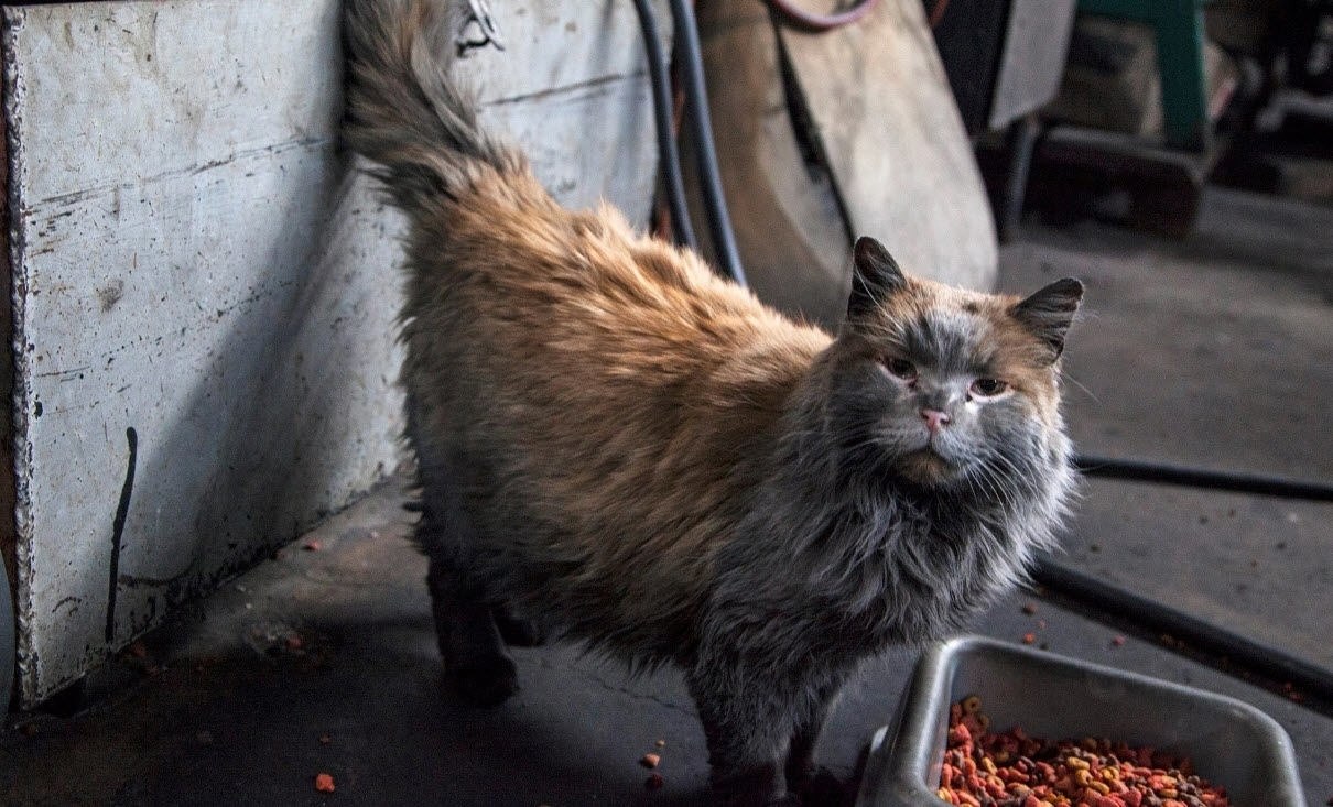 Фото грязных котов
