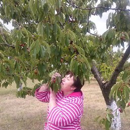 , 62 , 
