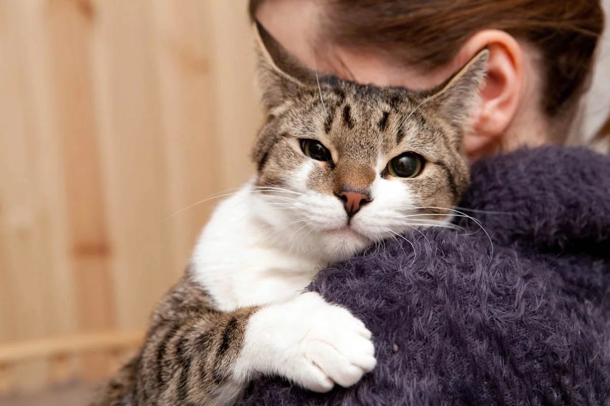 Нежные кошки. Кот ласкается. Кошка ластится. Ласковая кошка. Ласковый котик.