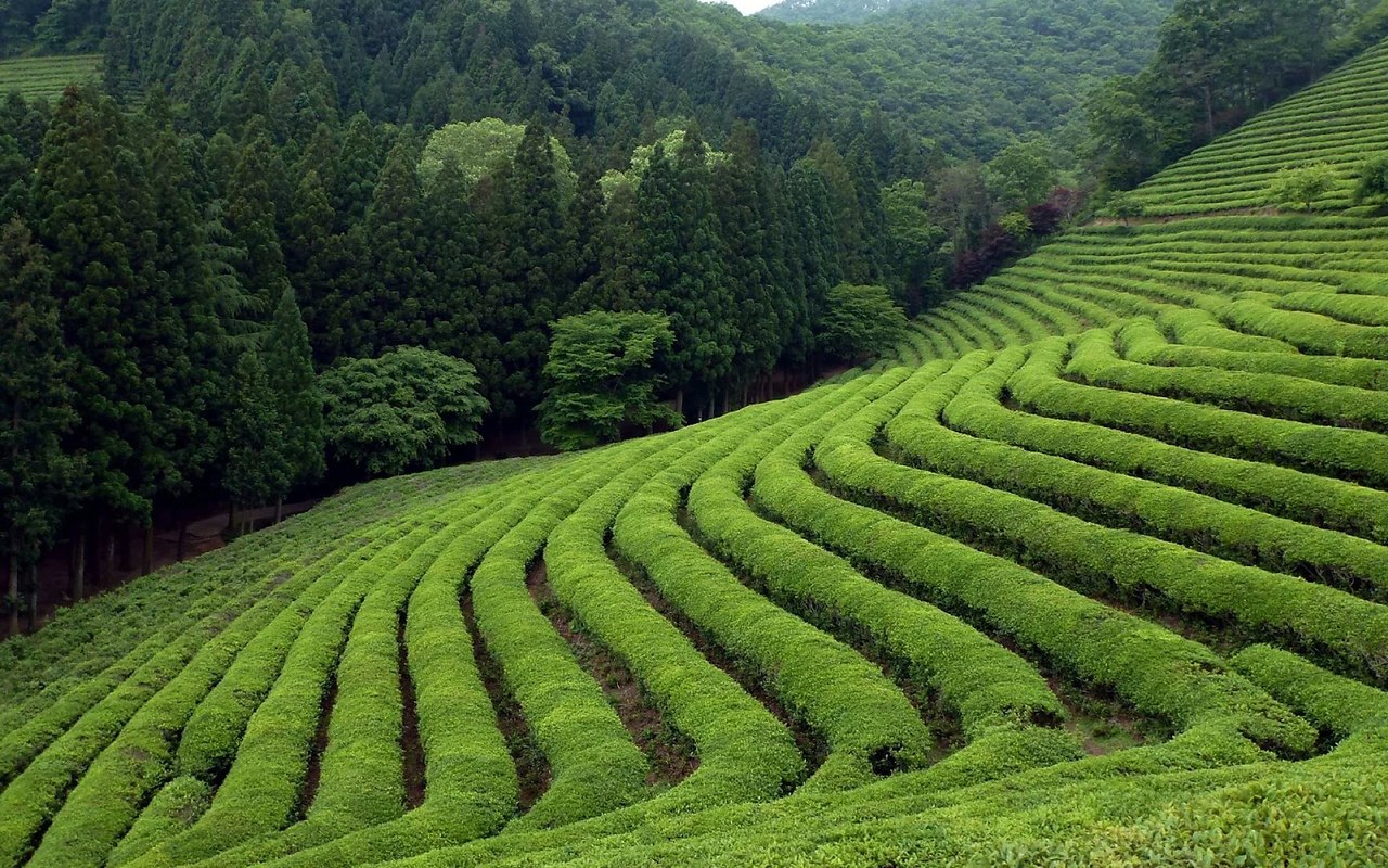 Вьетнам чайные плантации