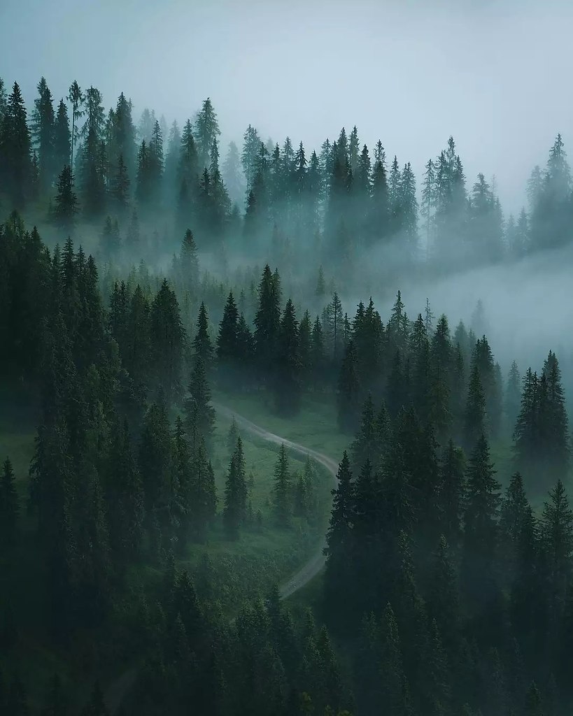 Форкс штат Вашингтон туман