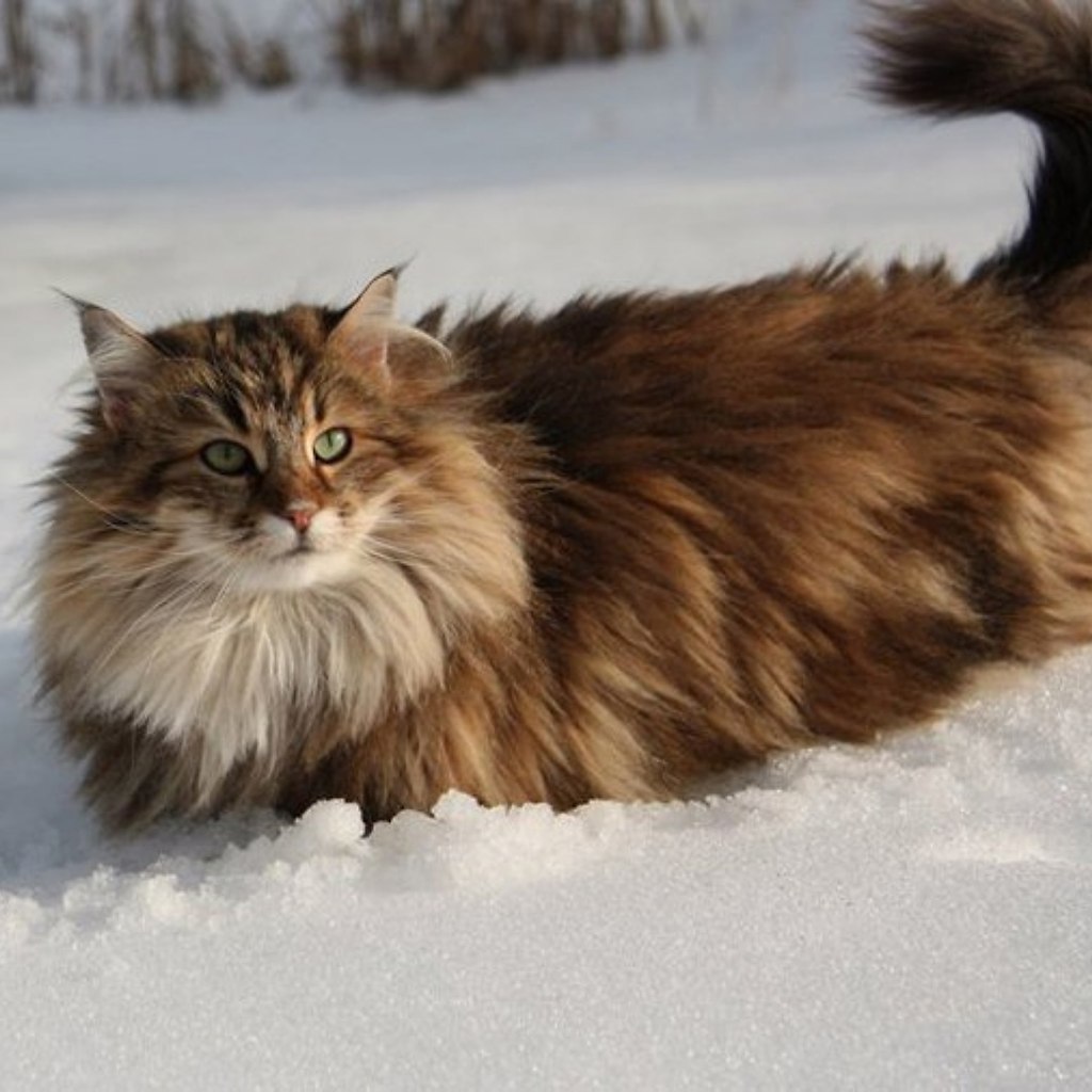 Лесная Норвежская: кошка-Викинг