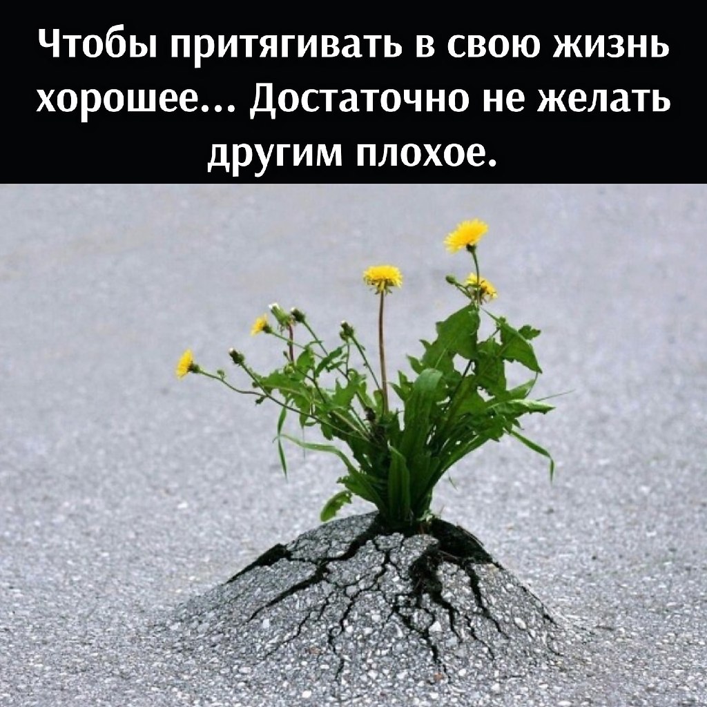 Проблема надо. Одуванчик сквозь асфальт. Цветок пробивается через асфальт. Росток сквозь асфальт. Одуванчик в асфальте.