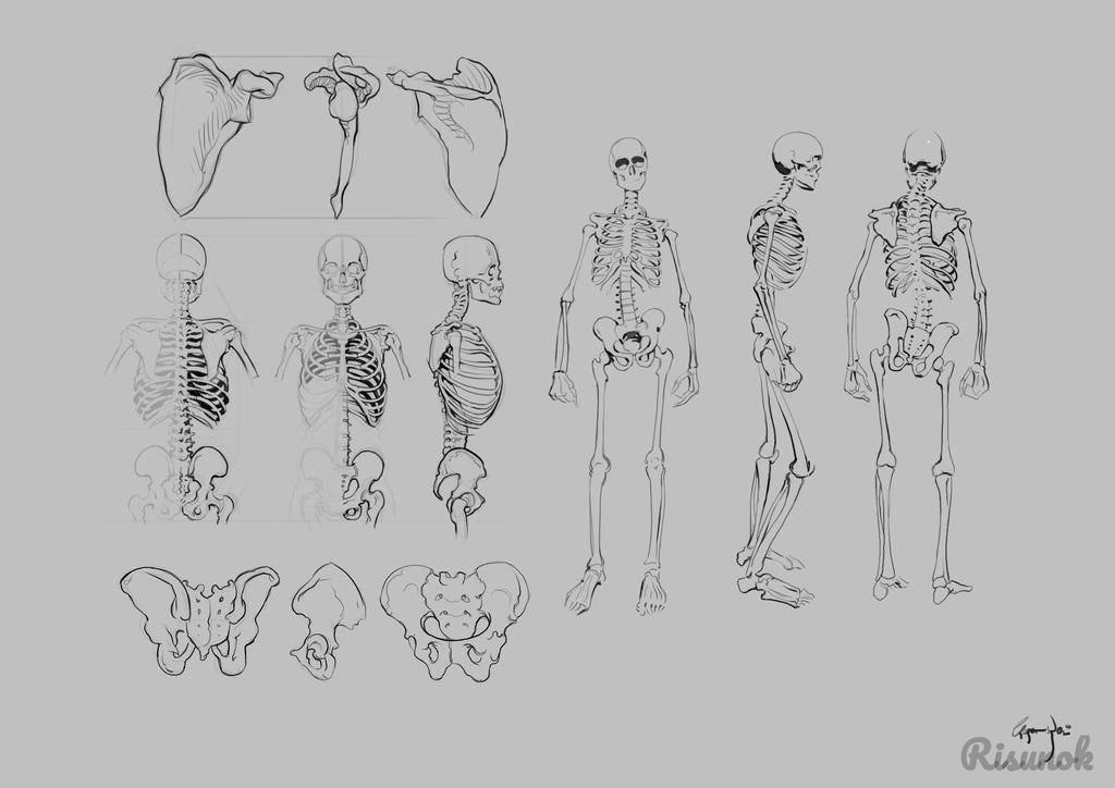 Анатомия человека для рисунка