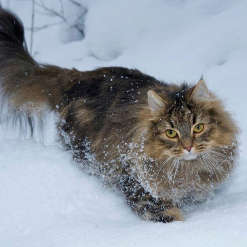 Норвежская Лесная кошка в лесу