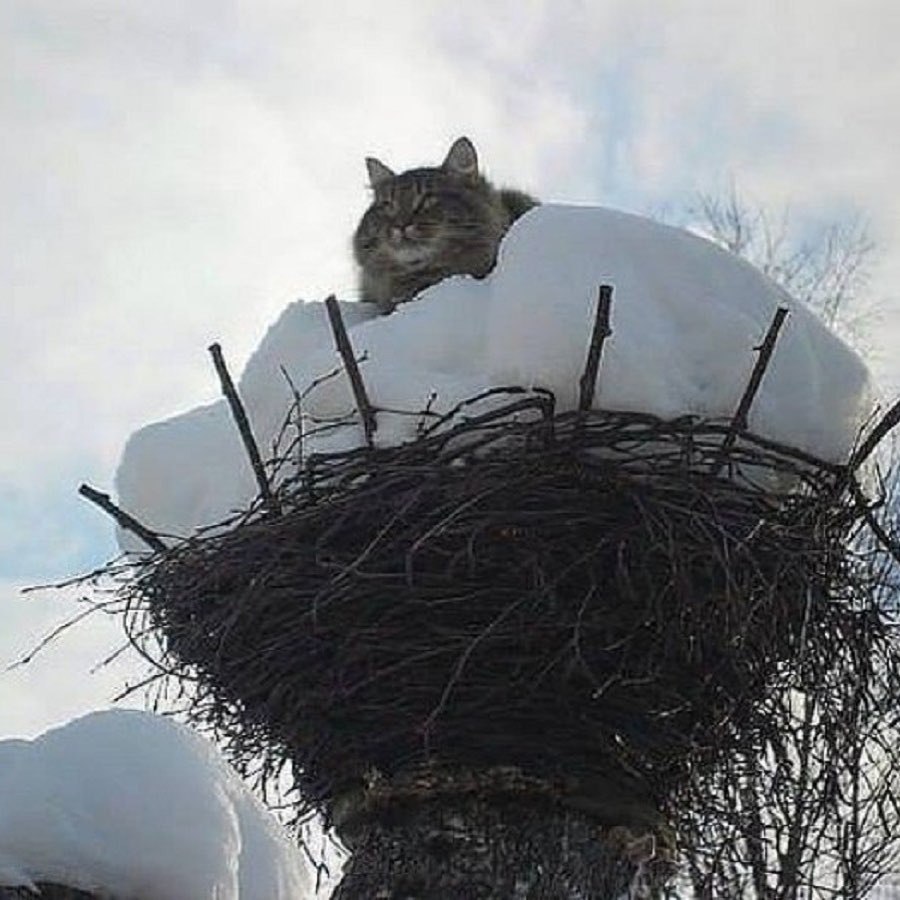 Гнездо прикол