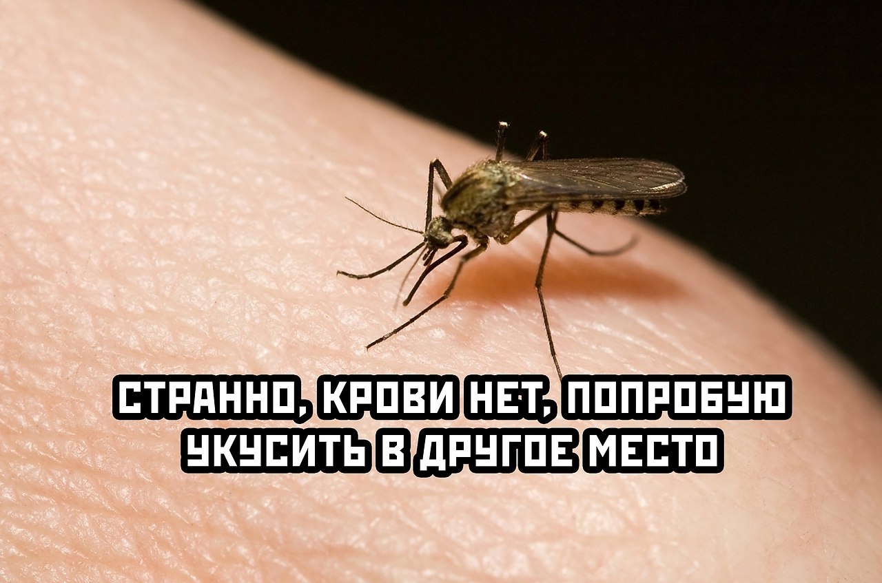 Сколько укусов комаров