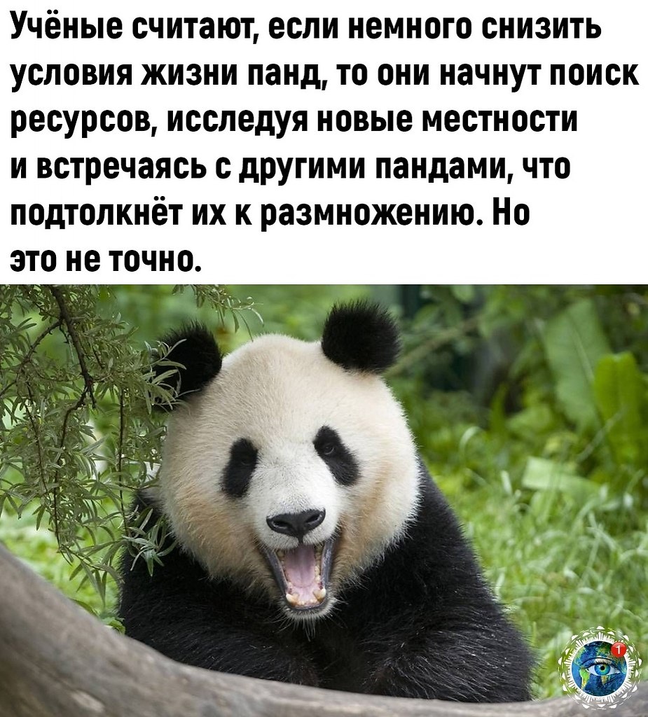 Забавные панды