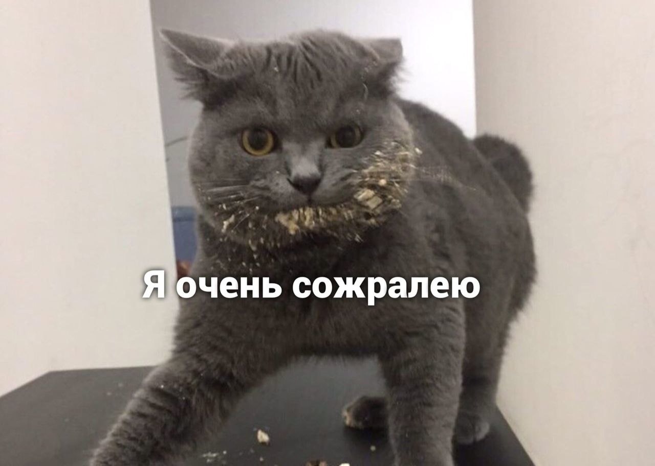 Кот жора