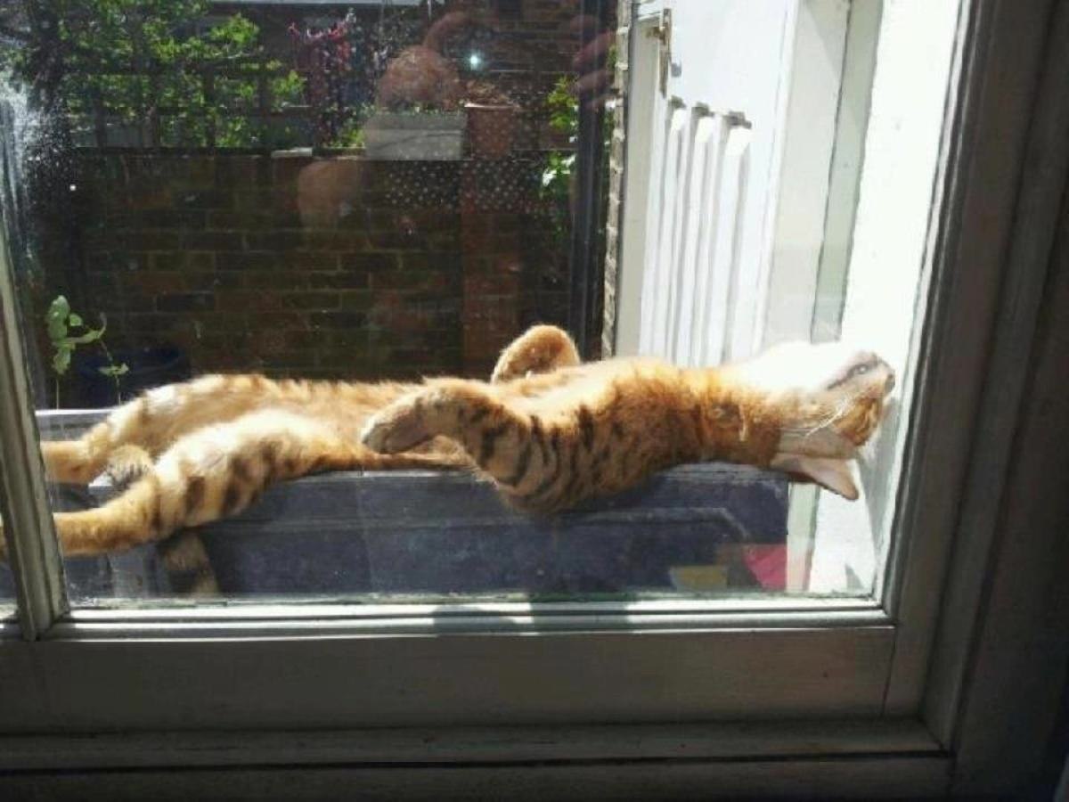 Кошка лежит на солнце