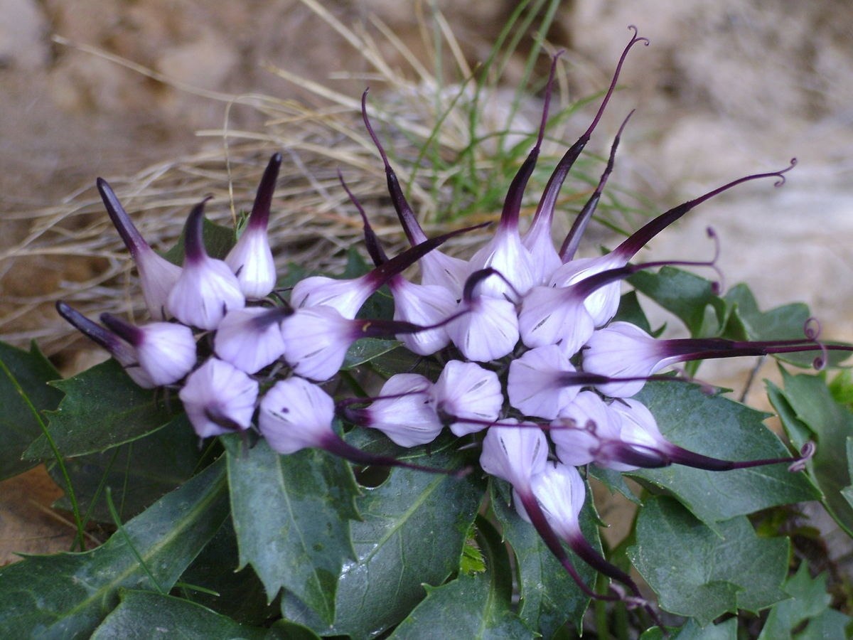 Физоплексис (Кольник) хохлатый (Physoplexis comosa)