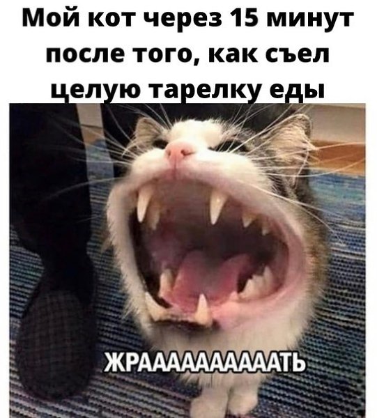 Мем орущий кот