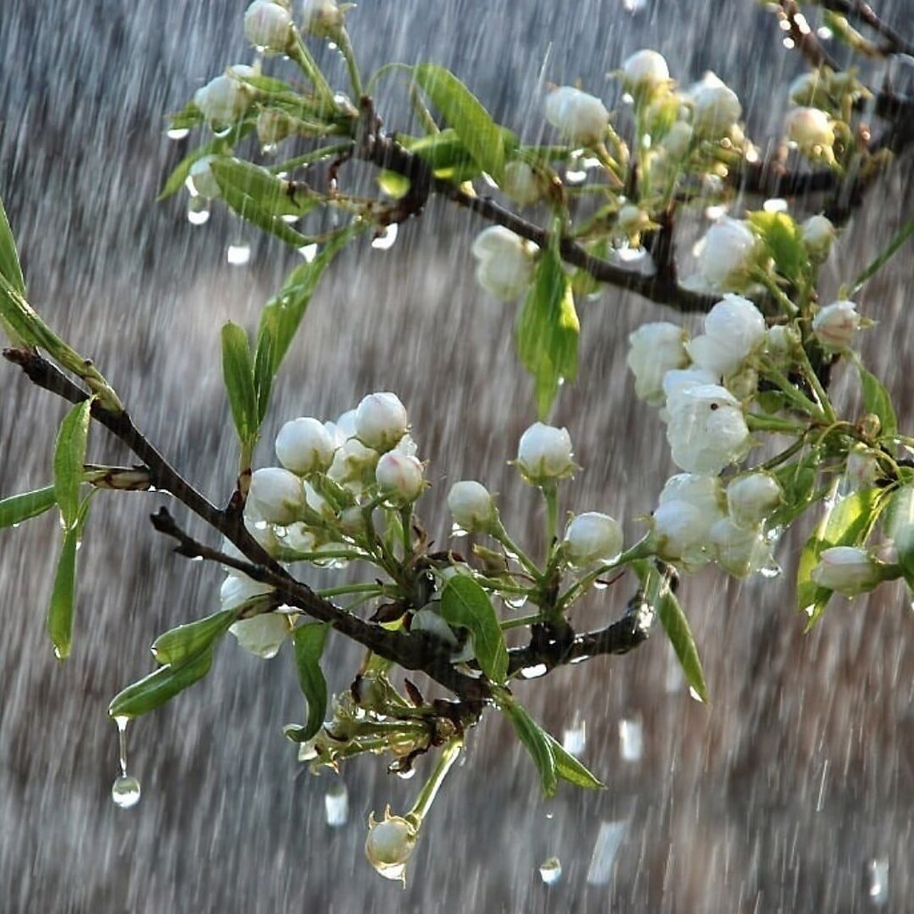 Весенний дождь фото