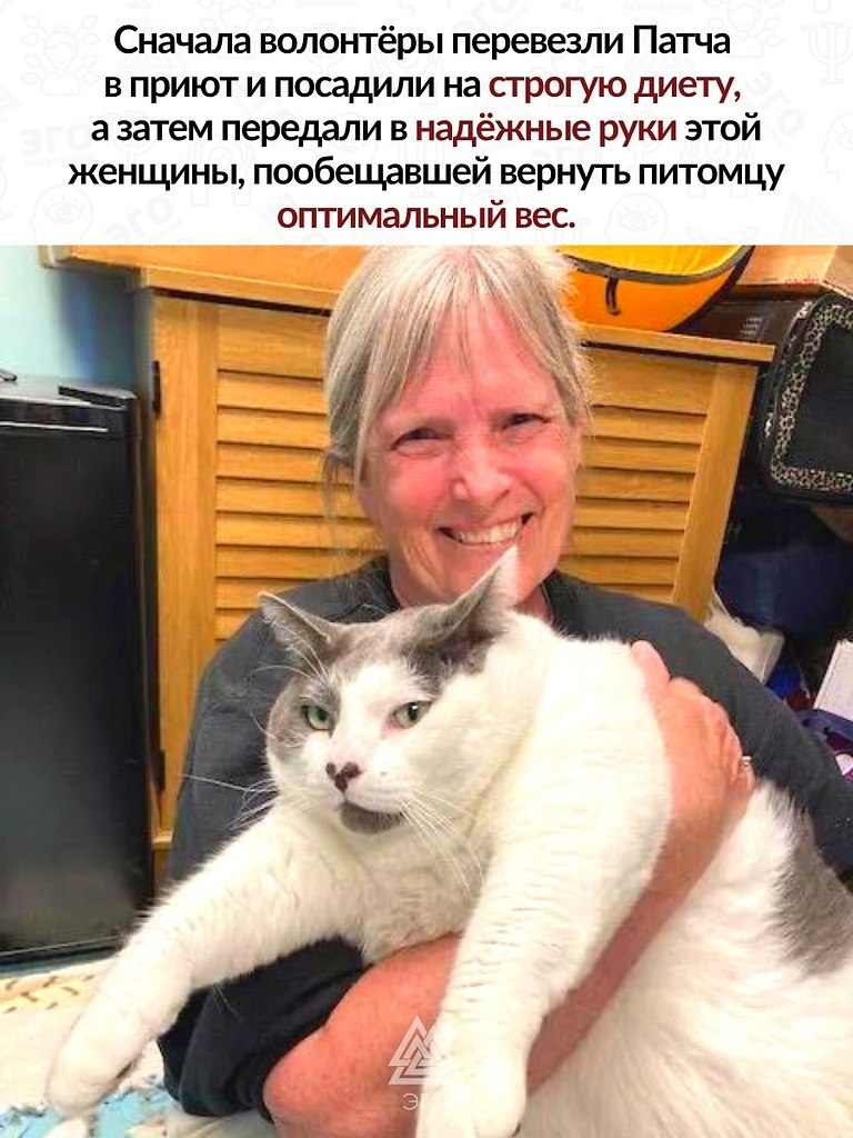 Конечно кота