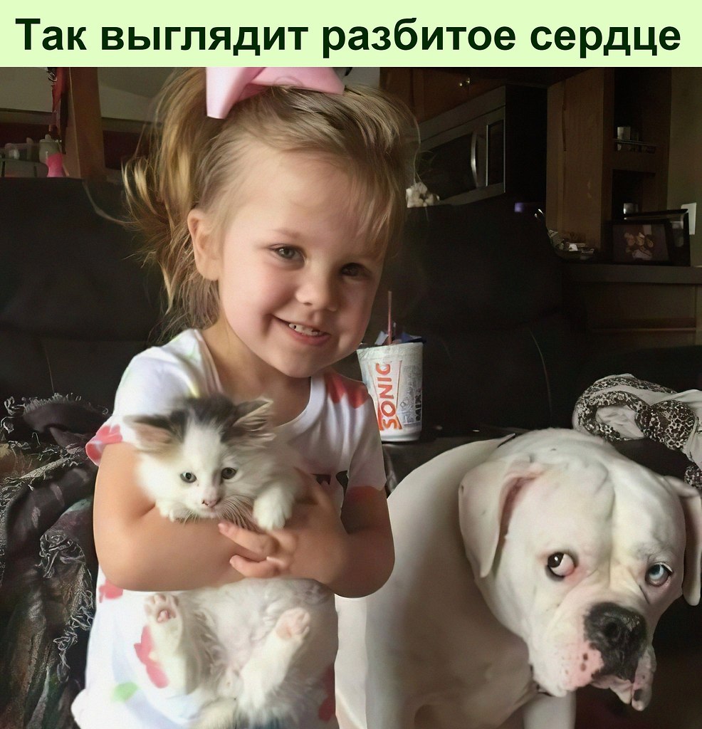 Хоть собака и не может поместиться в руках, но и ... - Убейся Позитивом ...