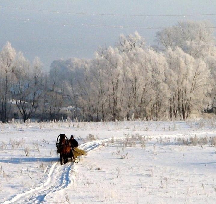 Какую картину рисует автор в своем стихотворении пороша