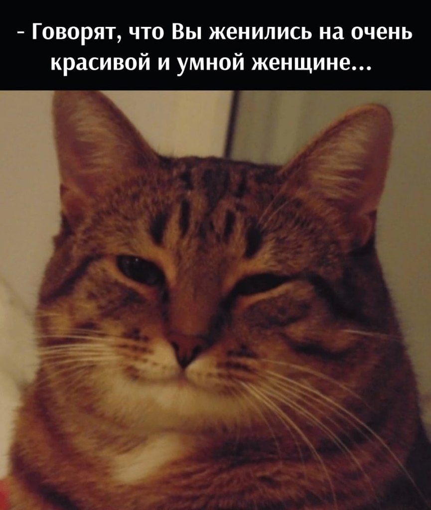 И фужерчики кот