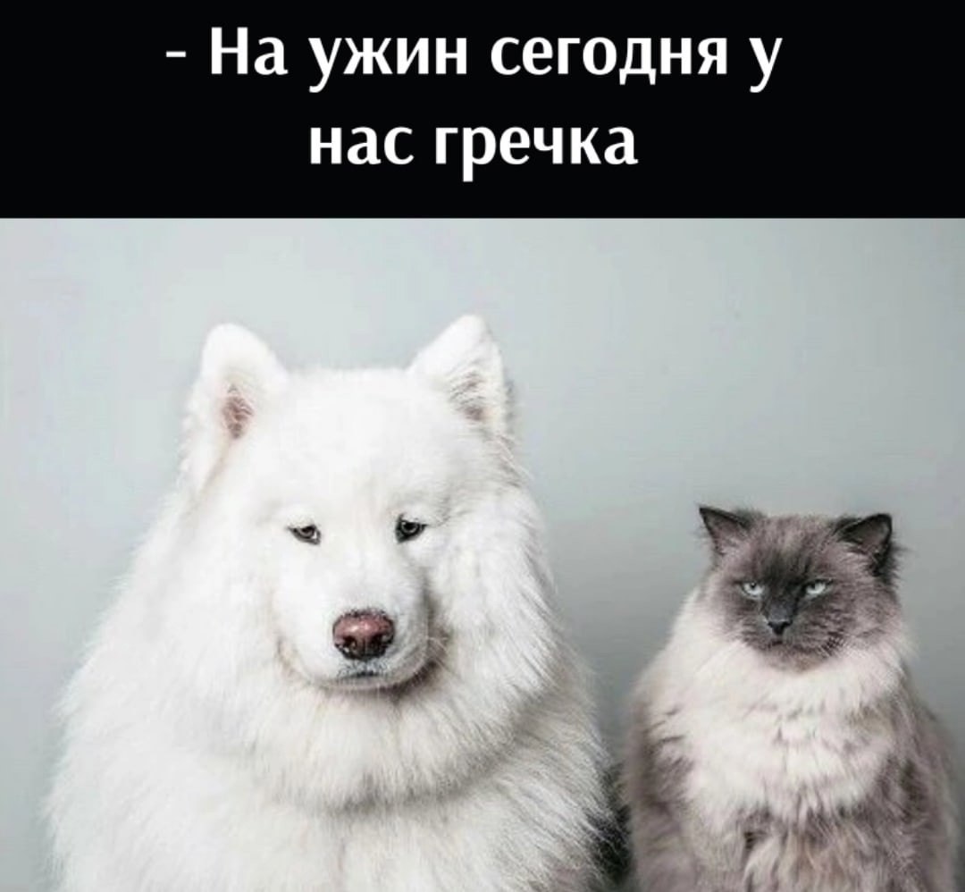Самоедская лайка мем