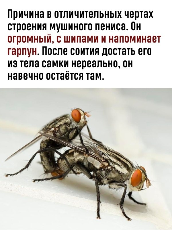 Муха судьба. Муха судьба