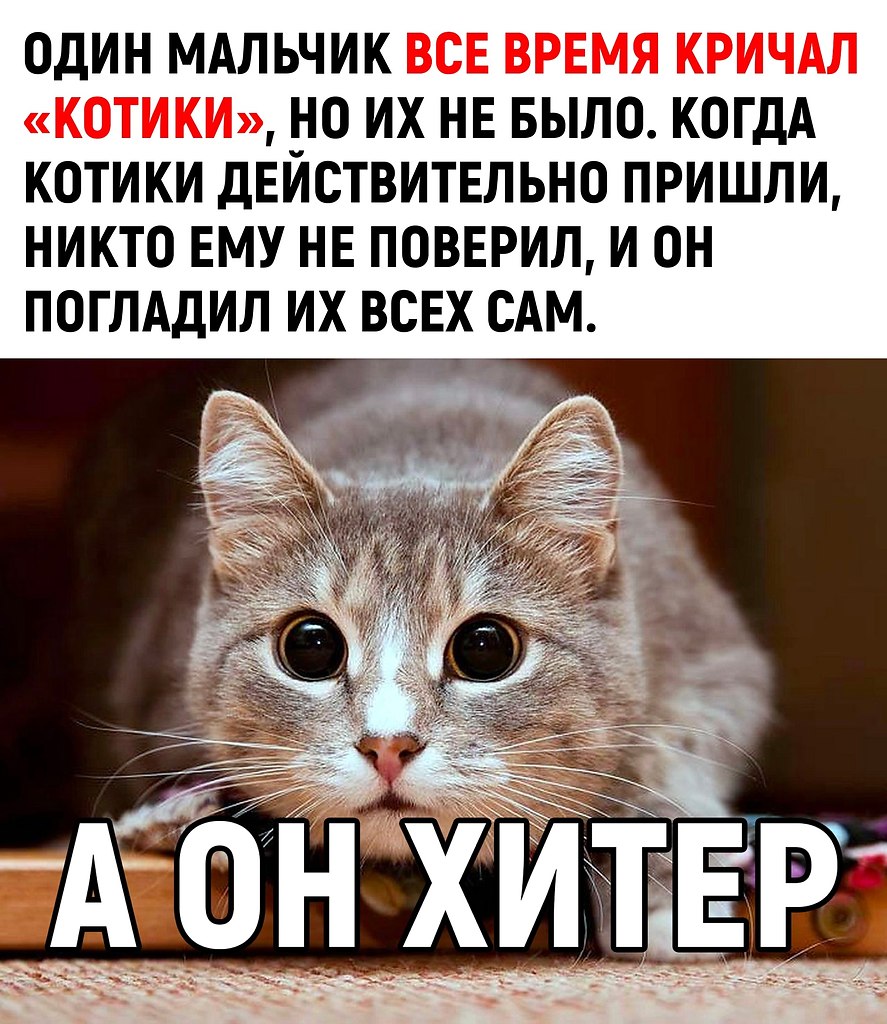 фанфик история одного кота фото 116