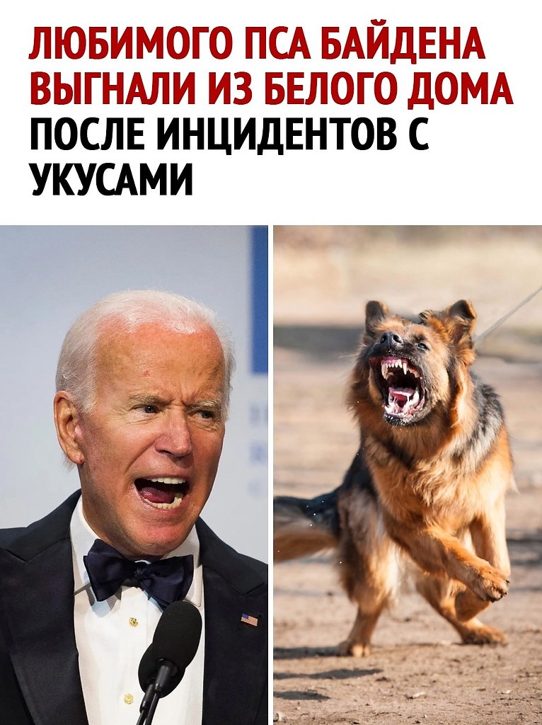 Не в том псе дело - Эгоист, №2630307683 | Фотострана – cайт знакомств ...