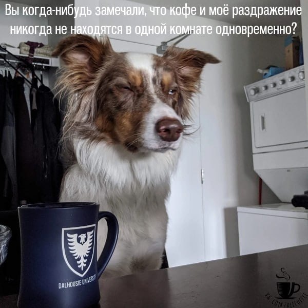 Кофе не только бодрит меня, но и позволяет мне ... - Всё о кофе ...