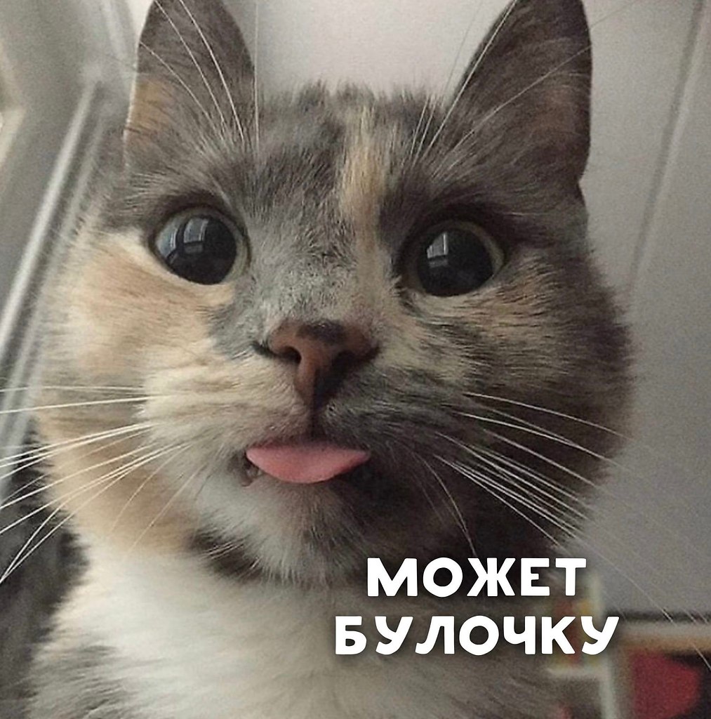 Включи котову