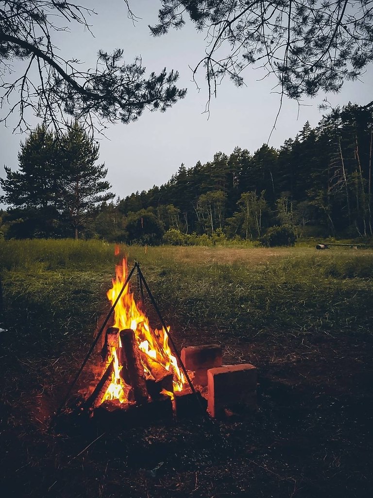 Аленький цветочек в лесу. Сказочные леса. Стихи жанны бабахановой хороших добрых чаще предают. Боровецкий лес дом отшельника. Добрая чаща.