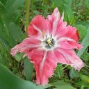 ���� Elvira, ������ - ��������� 7 ���� 2012 � ������ �������