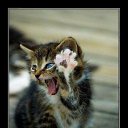 ���� Gross, �����������, 53 ���� - ��������� 27 ������ 2011 � ������ ���������