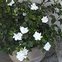 ���� Irina, �������� - ��������� 23 ������� 2012 � ������ ����һ