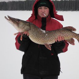 ����, ������, 43 ����