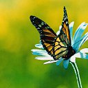 ���� ������, ��������, 30 ��� - ��������� 12 ���� 2010