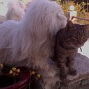  Giorgosk92, , 59  -  12  2013   ira artemis Tom
