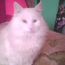 ���� �������, �����-���������, 61 ��� - ��������� 17 ���� 2010 � ������ ���� �����