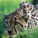 ���� Tankist, ������, 56 ��� - ��������� 24 ���� 2010