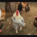 ���� ��������, �������������-����������, 70 ��� - ��������� 1 ������� 2012 � ������ ������� co c�������