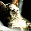 ���� �����, ���������, 57 ��� - ��������� 25 ������� 2011