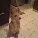  Lina, , 41  -  20  2010   moi lyubimec